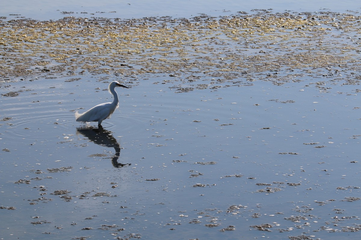 Snowy Egret - ML172078551