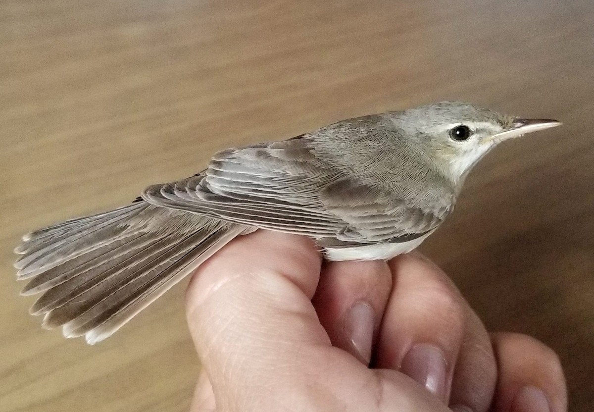 Eastern Olivaceous Warbler - ML172081501