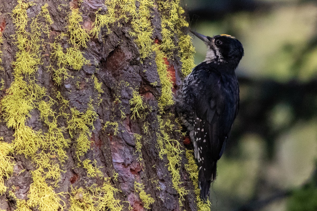 Black-backed Woodpecker - Rob Fowler