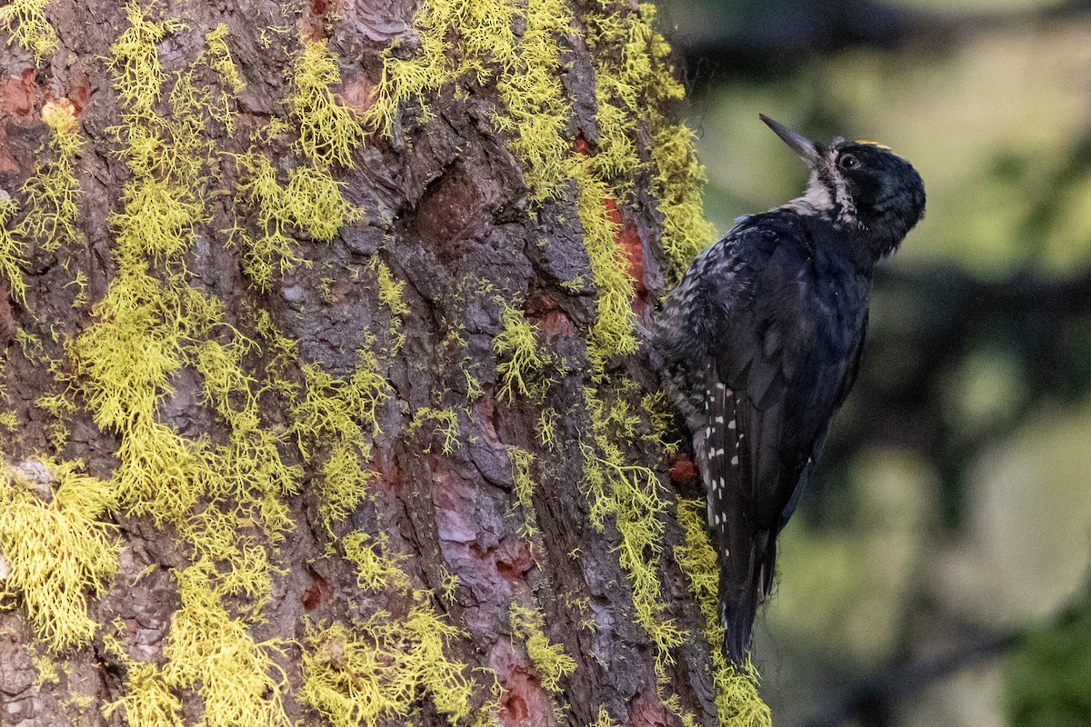 Black-backed Woodpecker - Rob Fowler