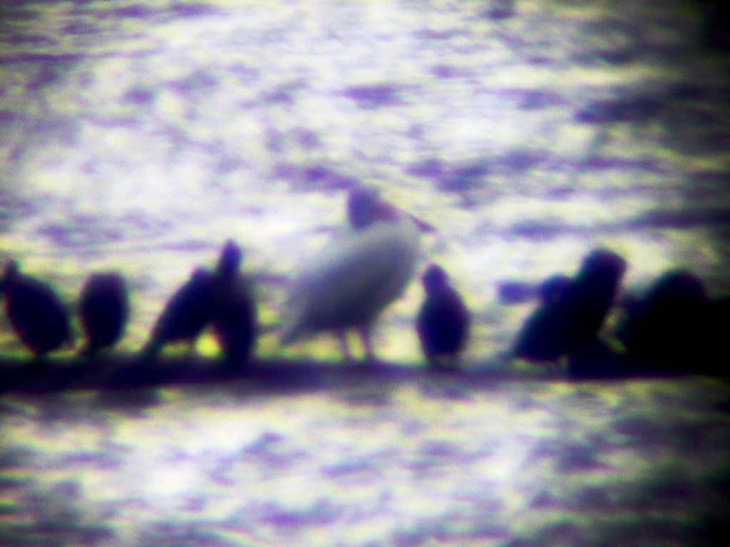 American White Pelican - ML172083591