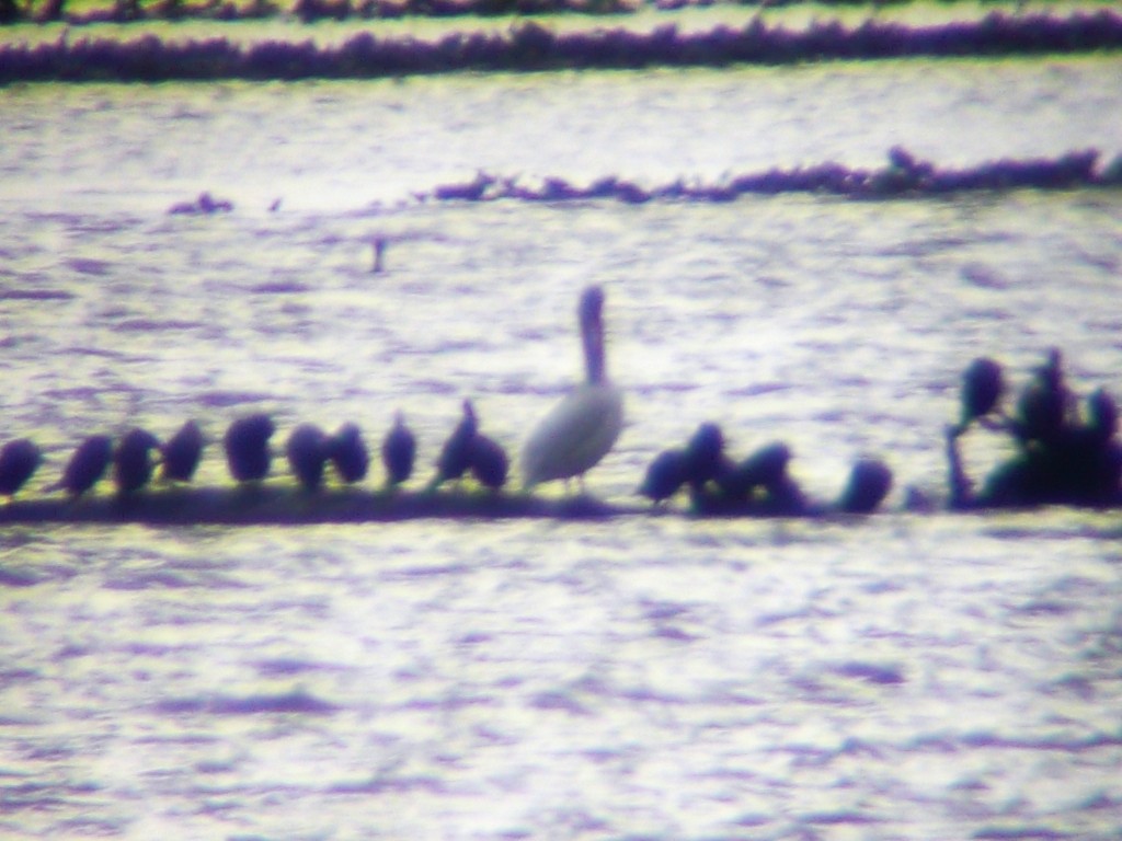 American White Pelican - ML172083601