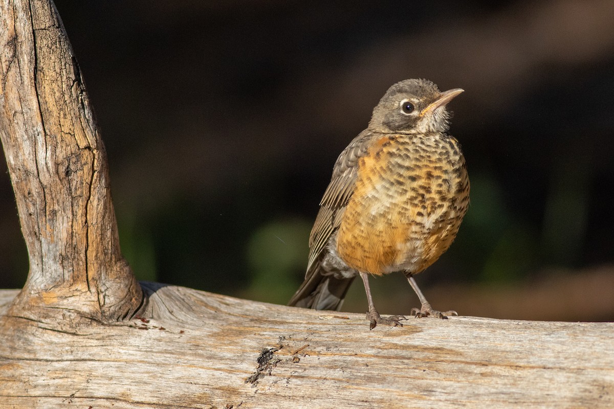American Robin - Rob Fowler