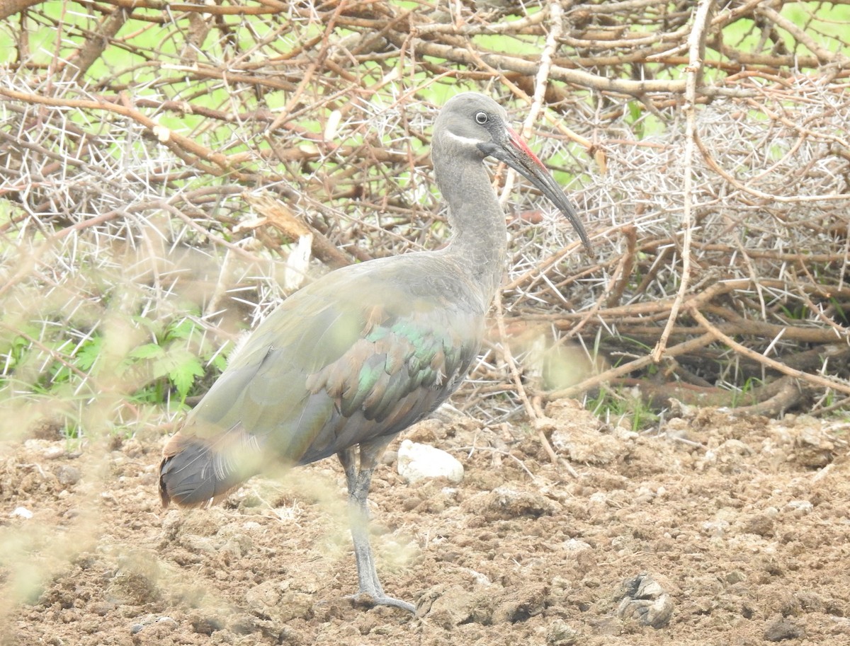 Ibis Hadada - ML172085631