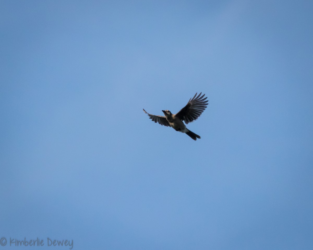 Blue Jay - ML172085741