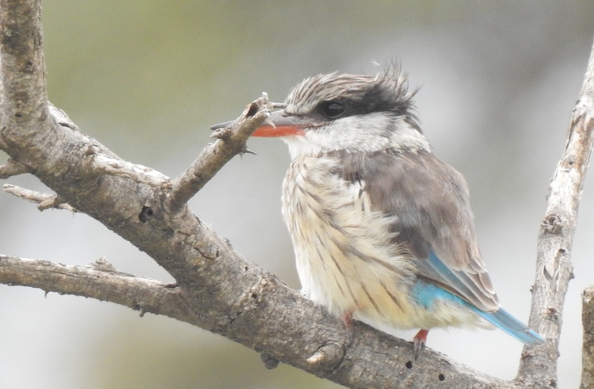 Striped Kingfisher - ML172085931