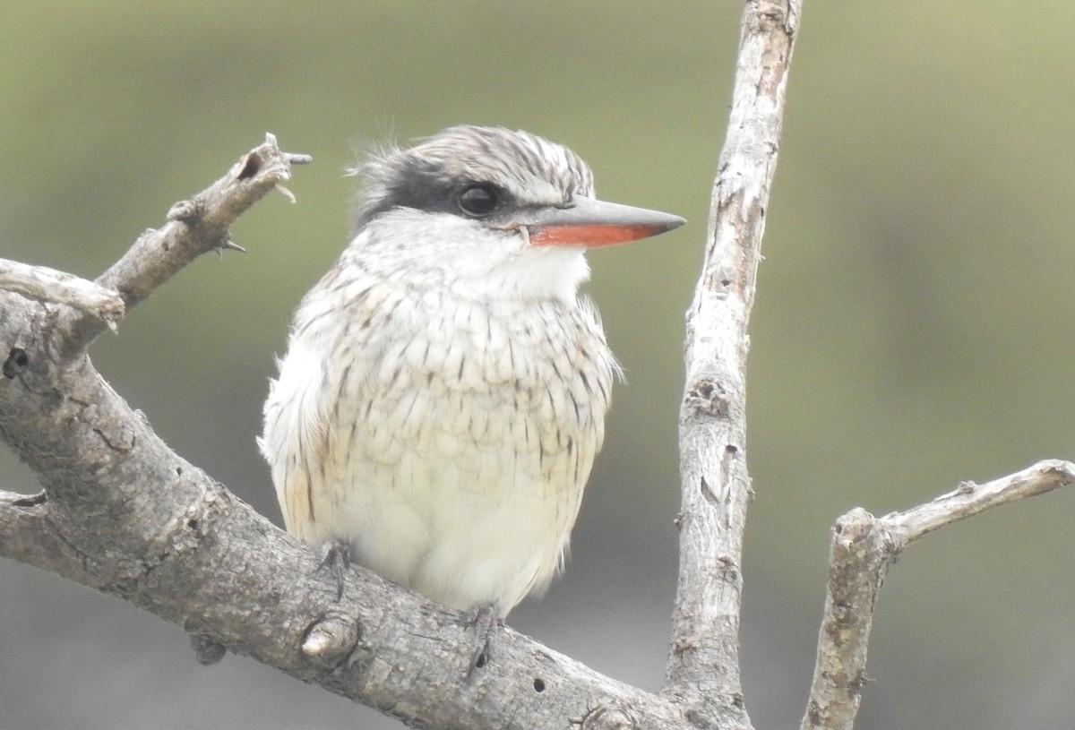 Striped Kingfisher - Dale Adams