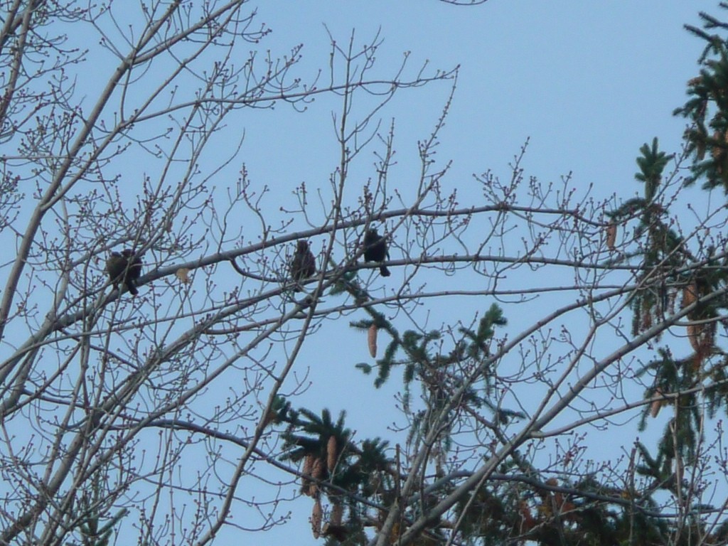 Rusty Blackbird - ML172087051