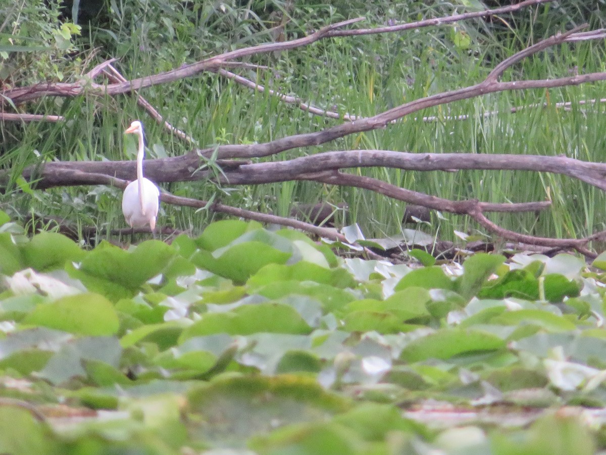 Great Egret - ML172088341