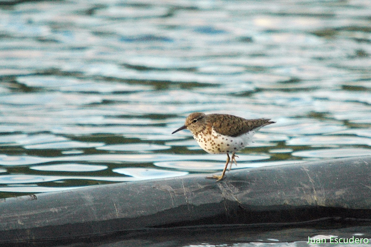 Spotted Sandpiper - ML172088731