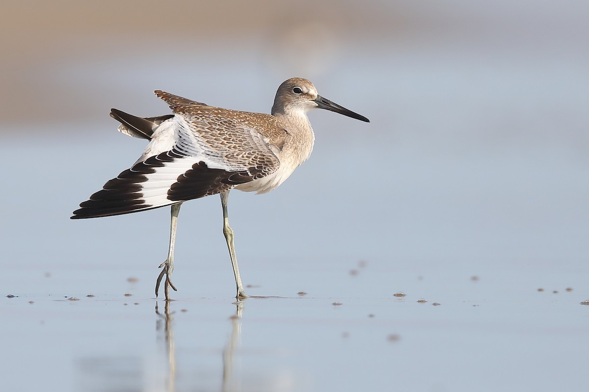 Willet - ML172089971