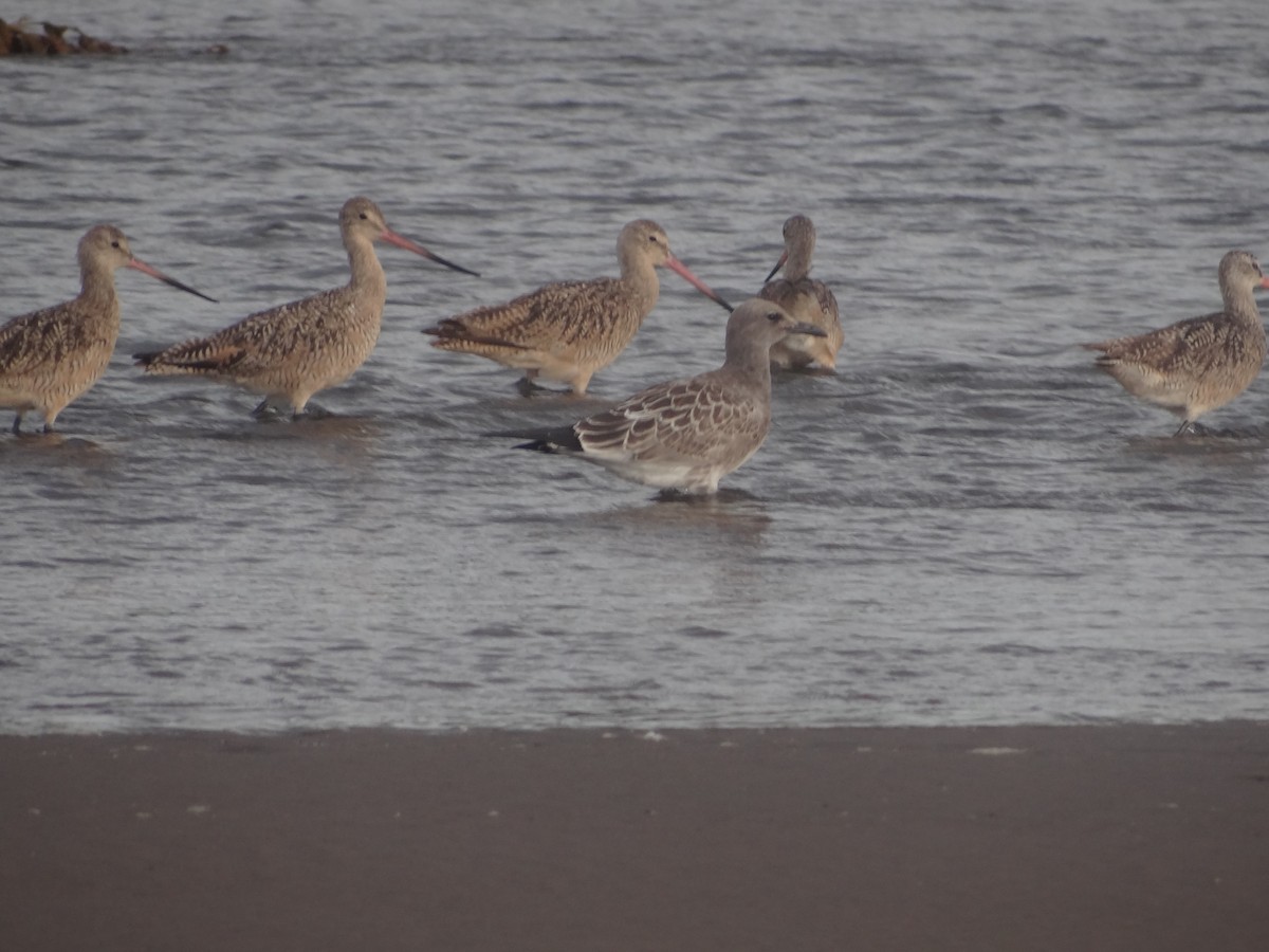 Gaviota Guanaguanare - ML172091391