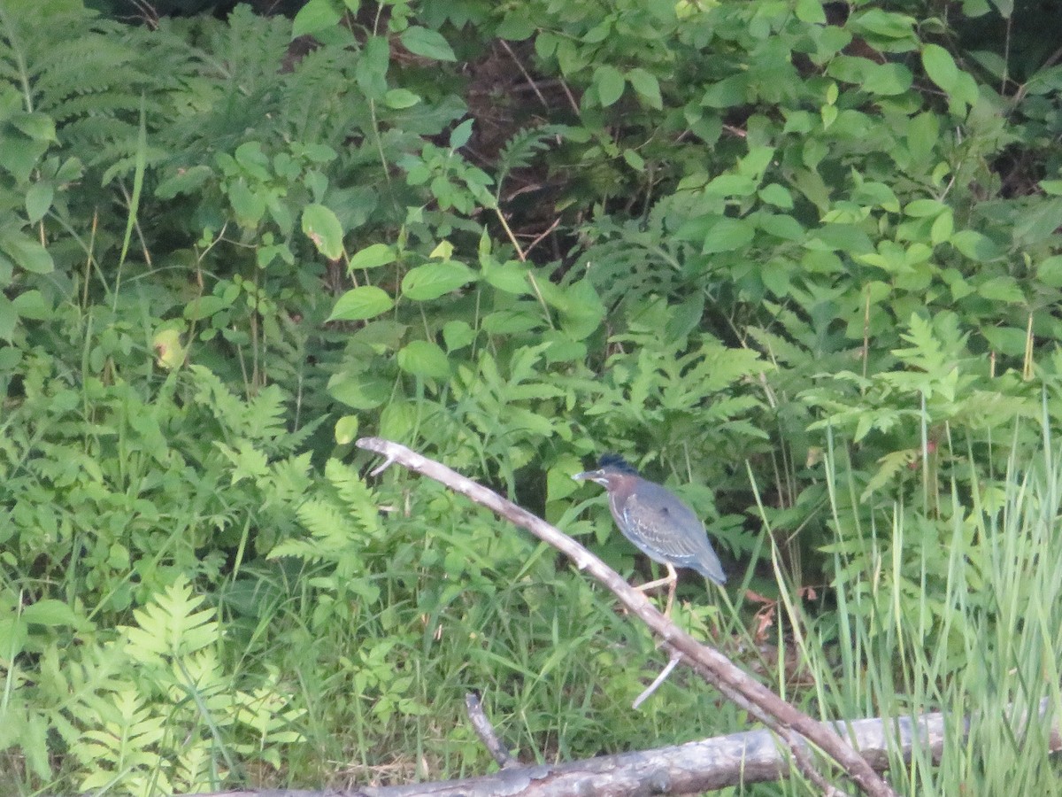 Green Heron - ML172091701