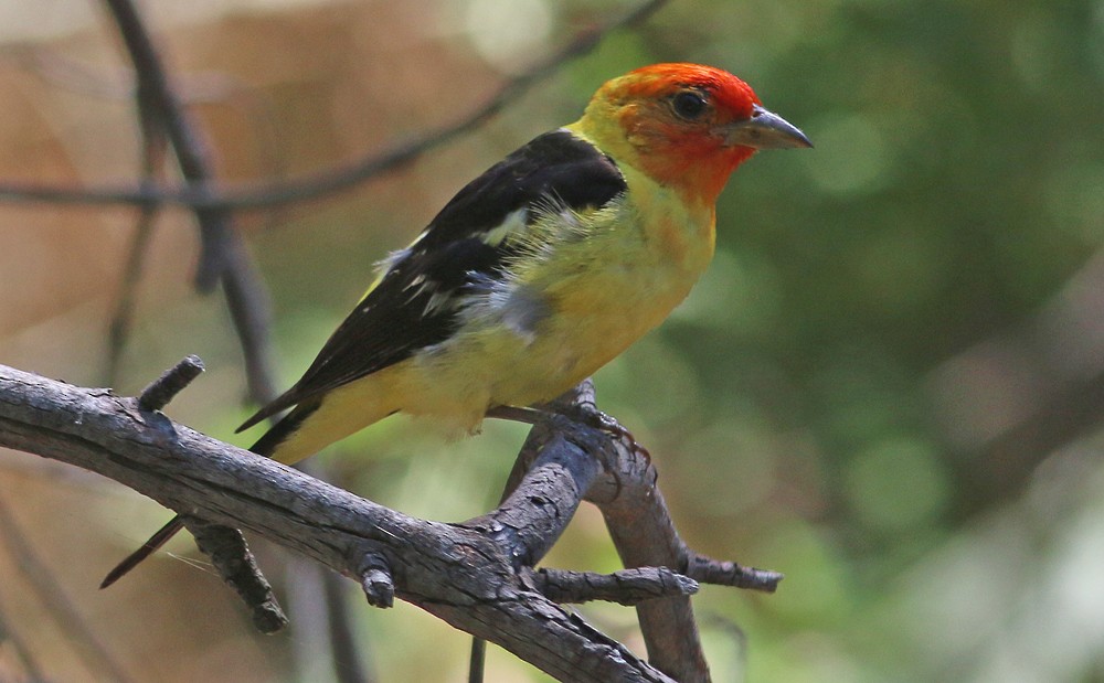 Western Tanager - ML172092121
