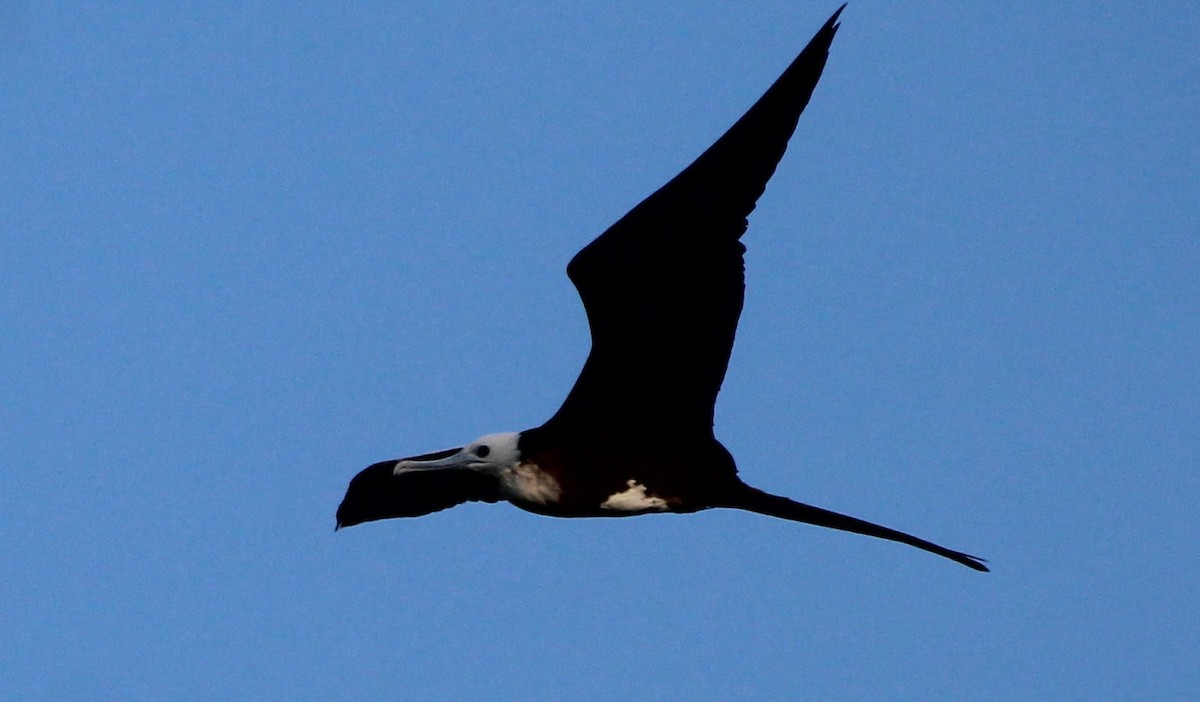 Magnificent Frigatebird - ML172092871