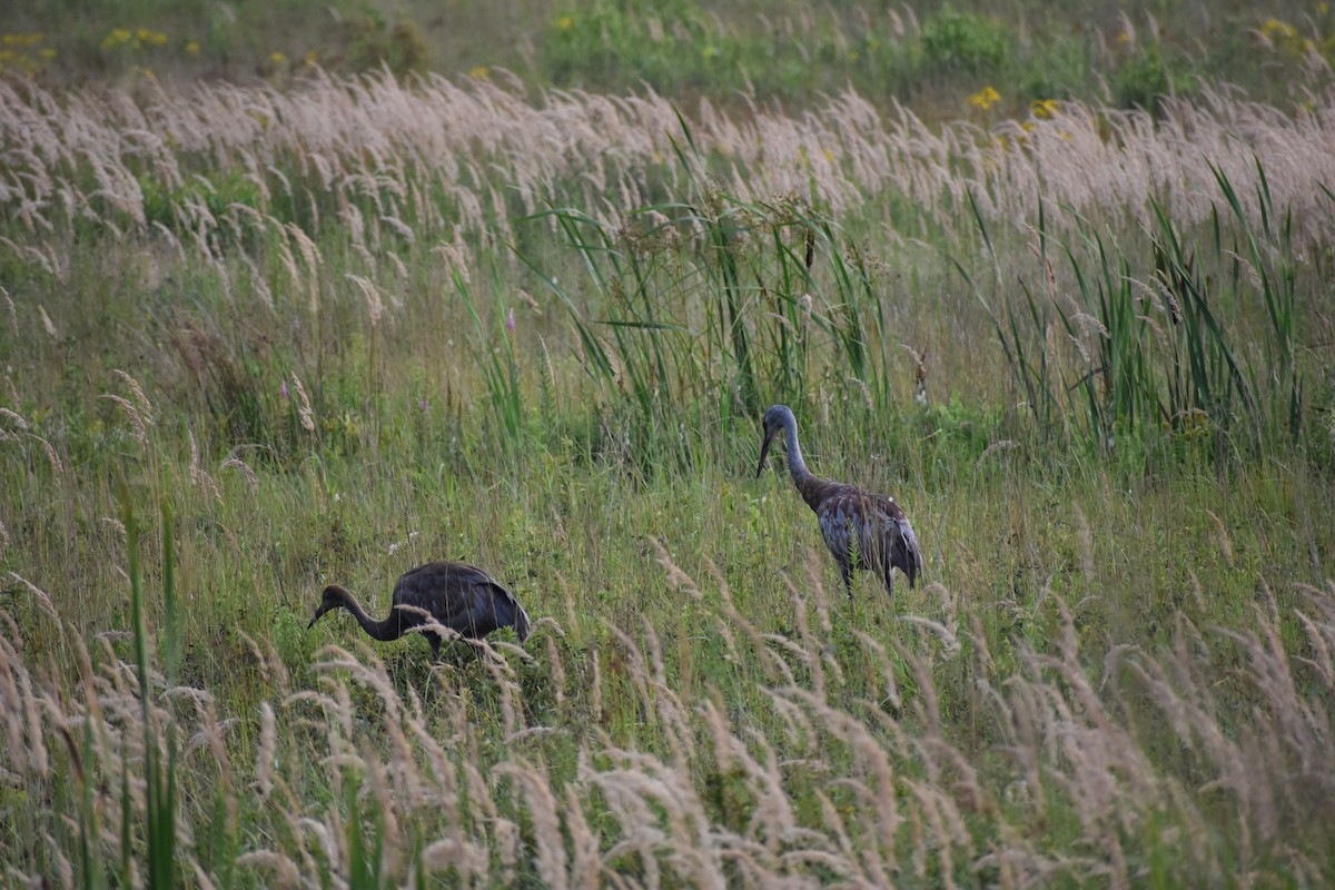 Grulla Canadiense - ML172093431