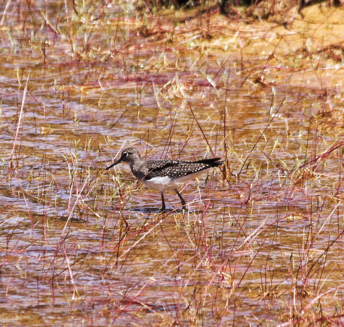 Solitary Sandpiper - ML172093681