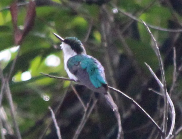 Colibrí Hada Occidental - ML172093891