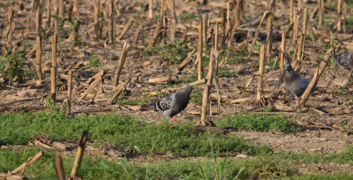 Rock Pigeon (Feral Pigeon) - ML172098151