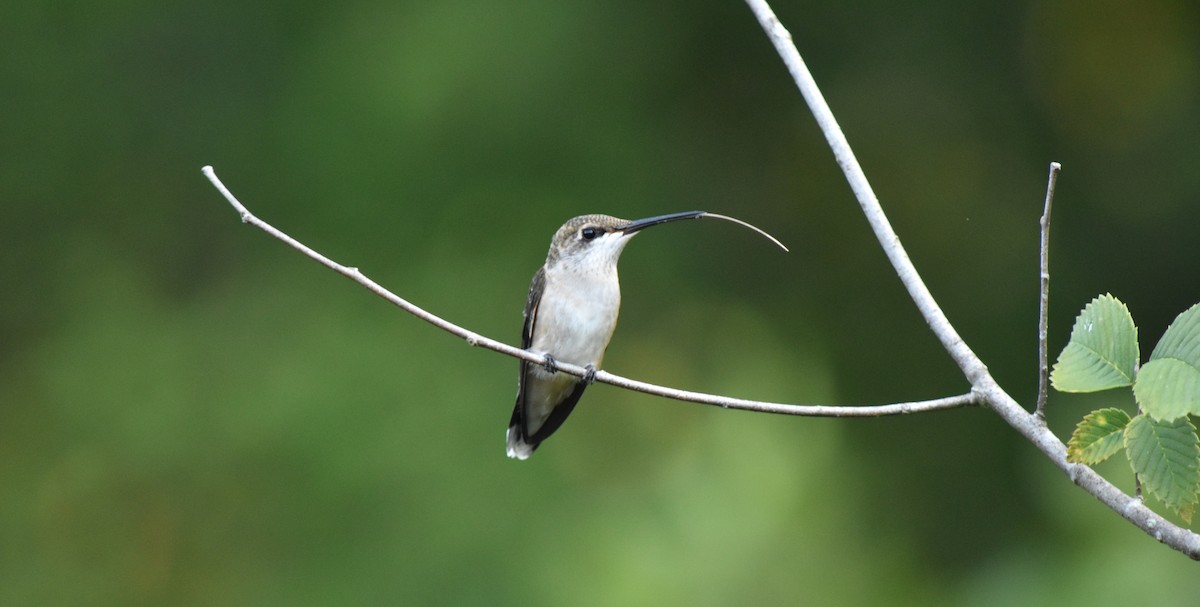 Ruby-throated Hummingbird - ML172098561