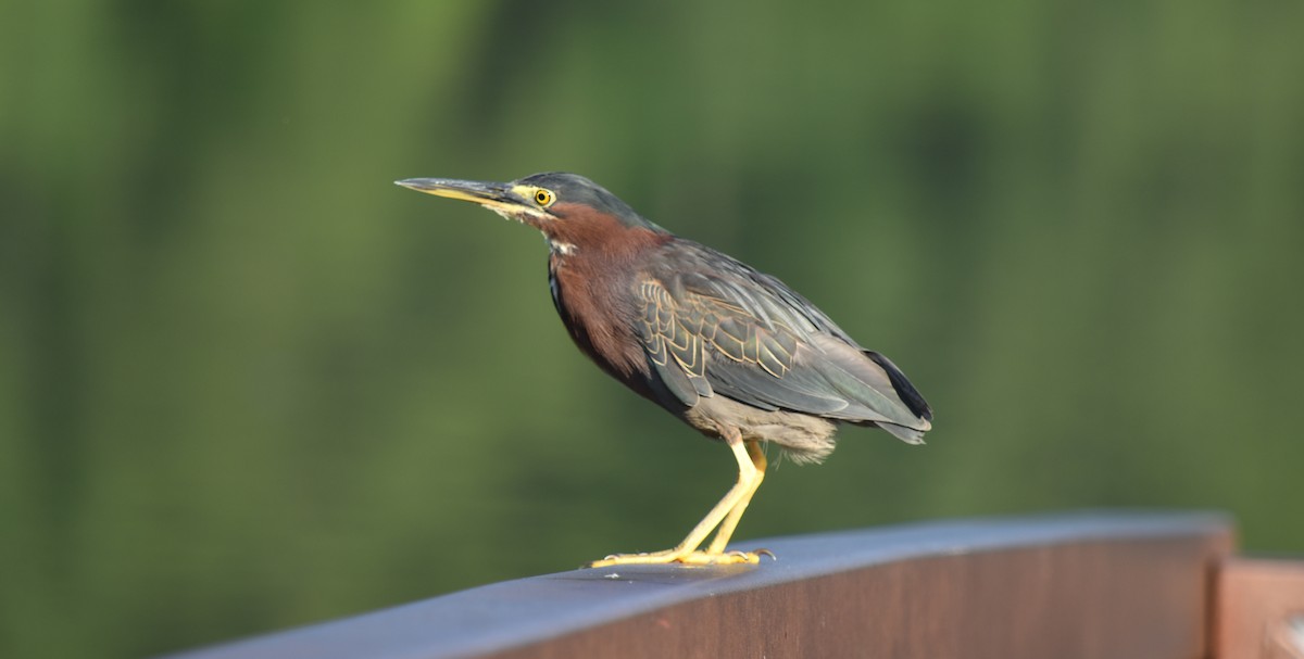 Green Heron - ML172098601