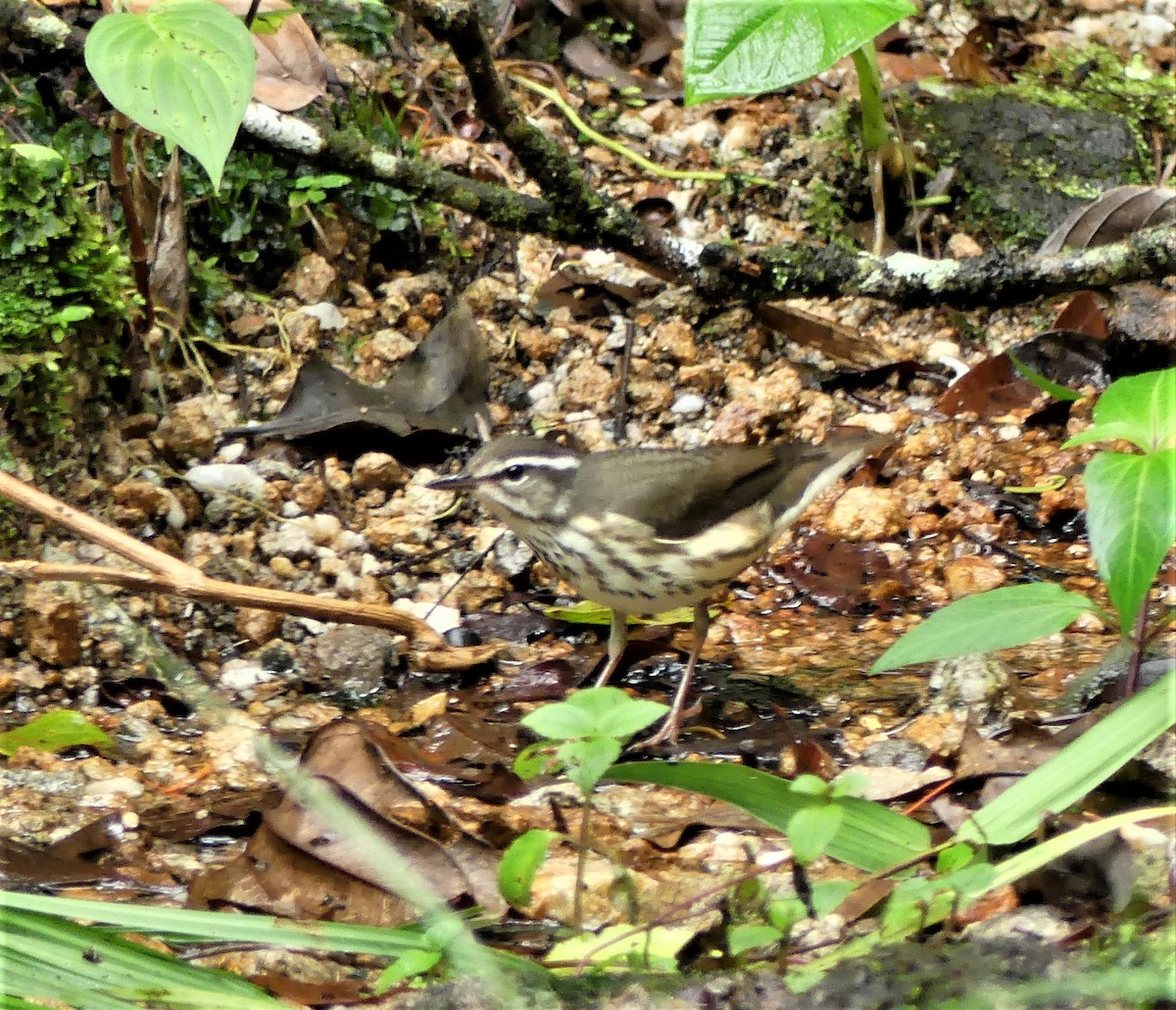 Reinita Charquera de Luisiana - ML172099011