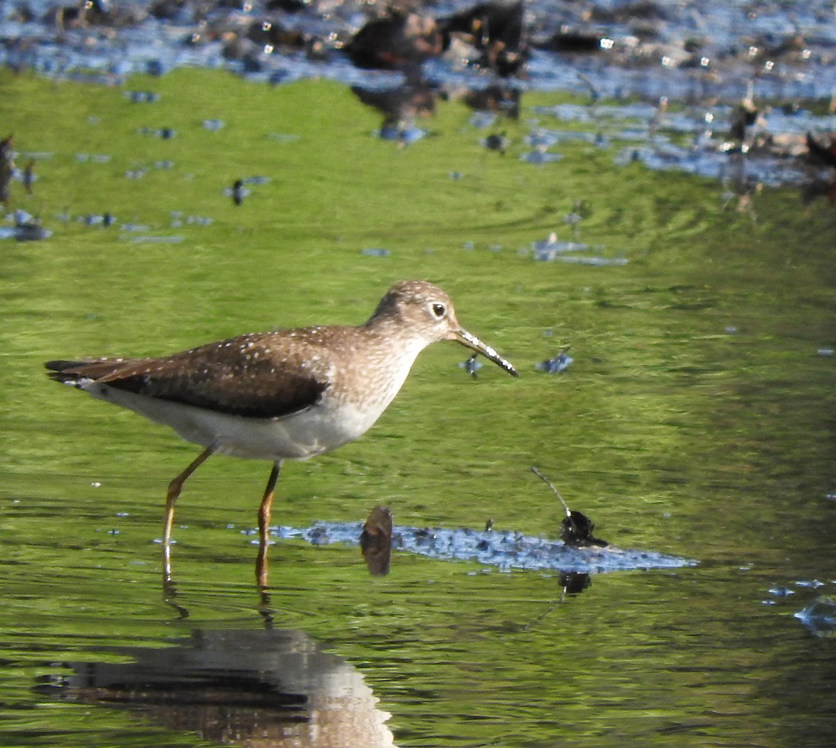 Solitary Sandpiper - ML172099991