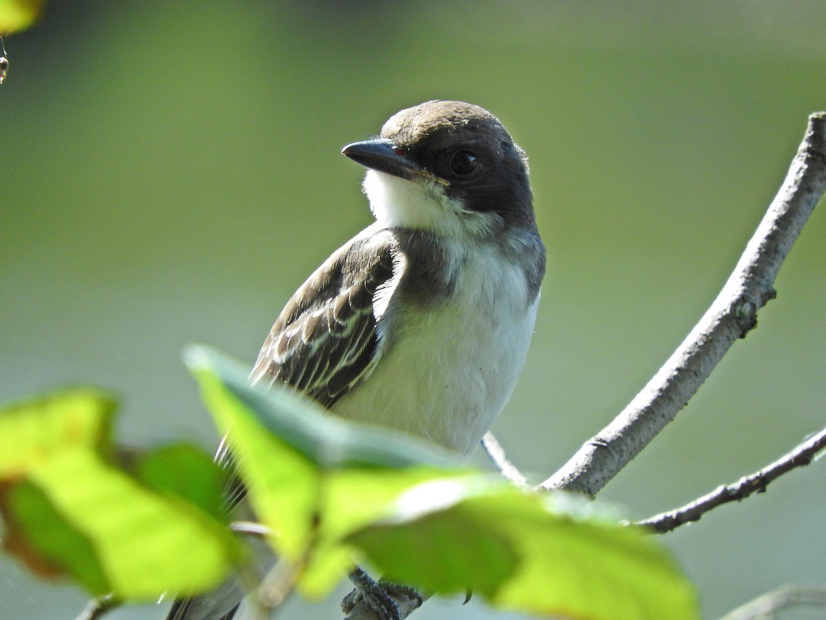 Eastern Kingbird - ML172100921