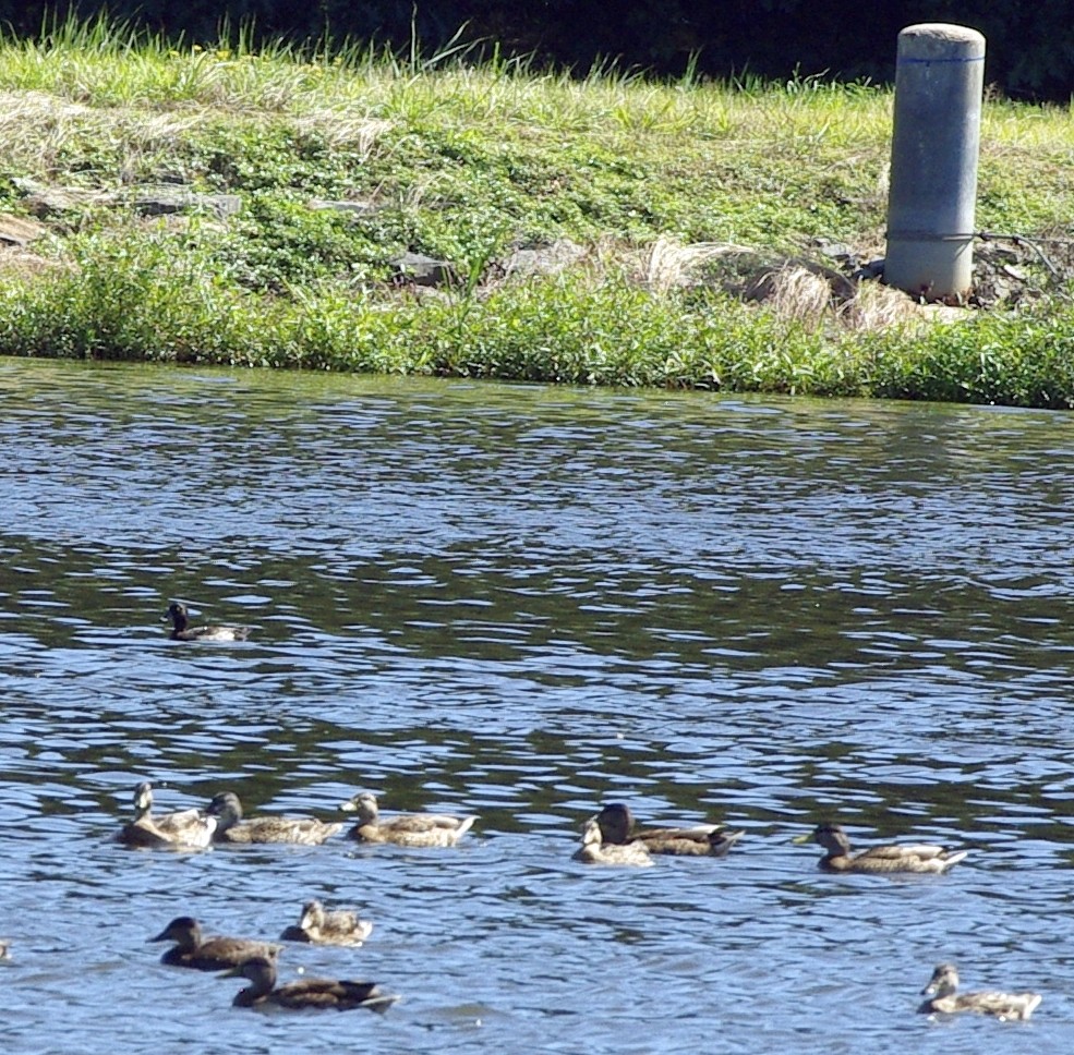 Tufted Duck - Philip Laipis