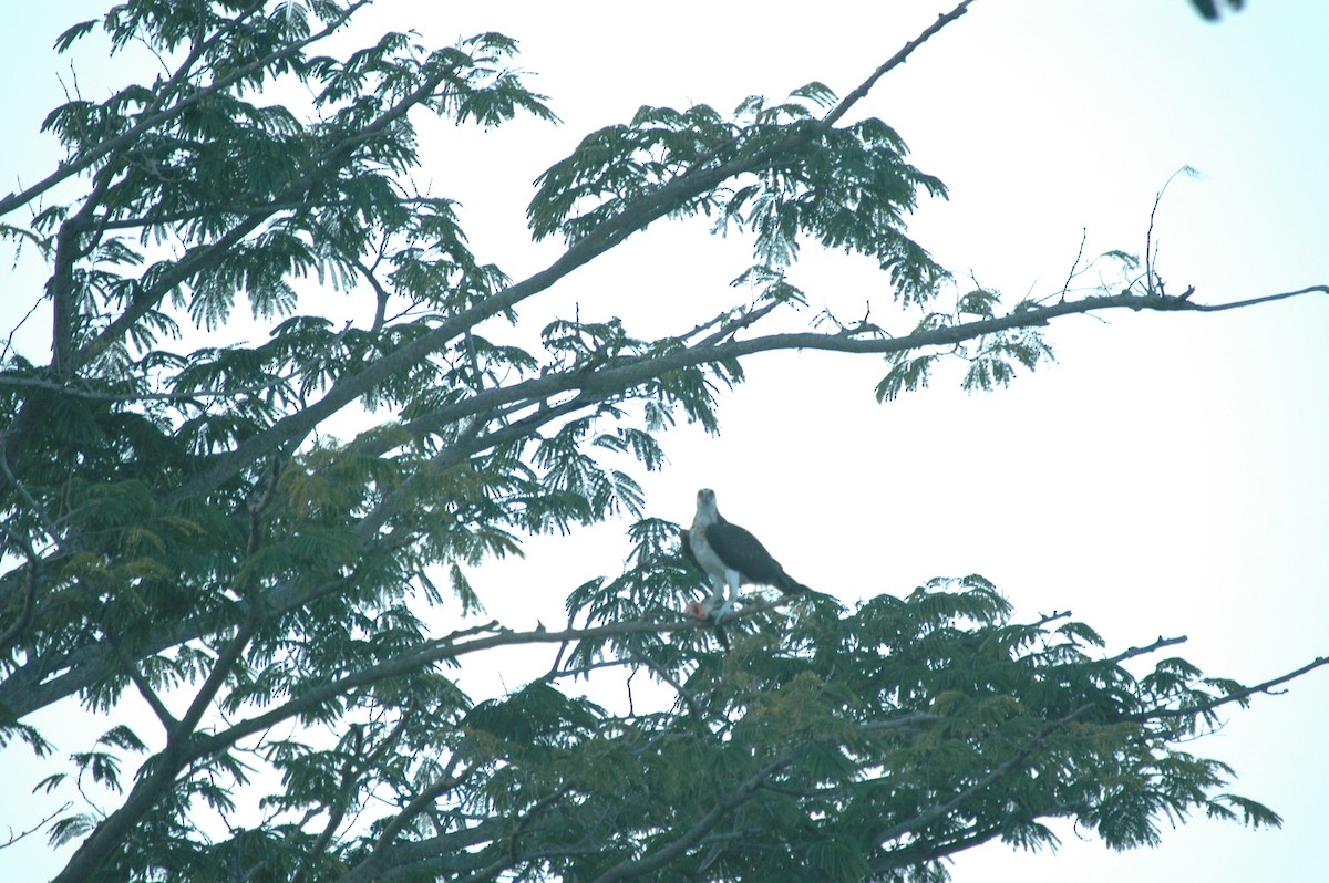 Balbuzard pêcheur - ML172101671