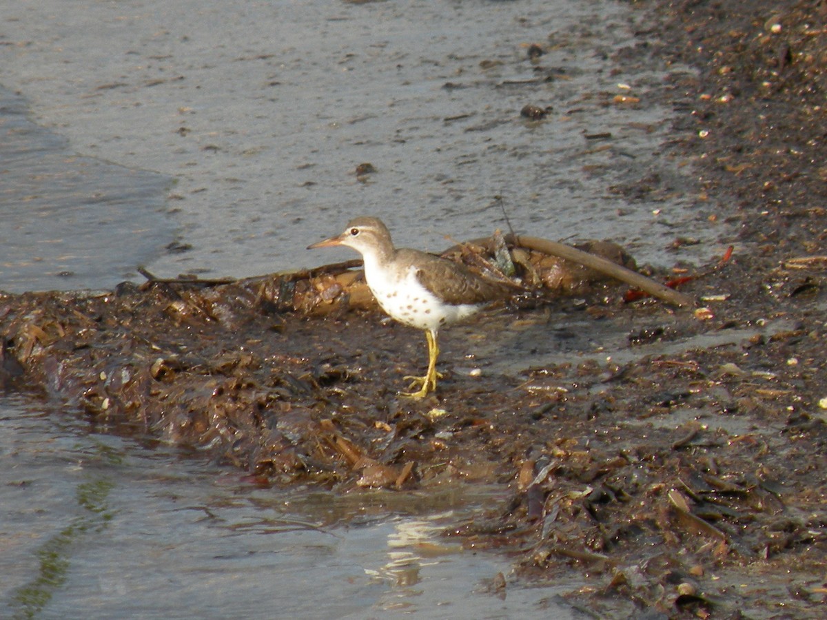 Spotted Sandpiper - ML172102851