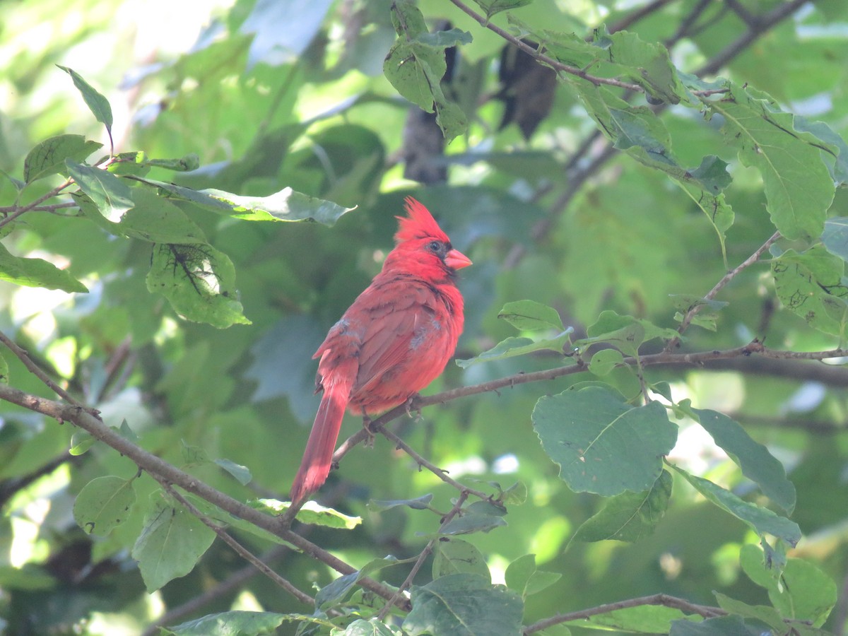 kardinál červený [skupina cardinalis] - ML172103431