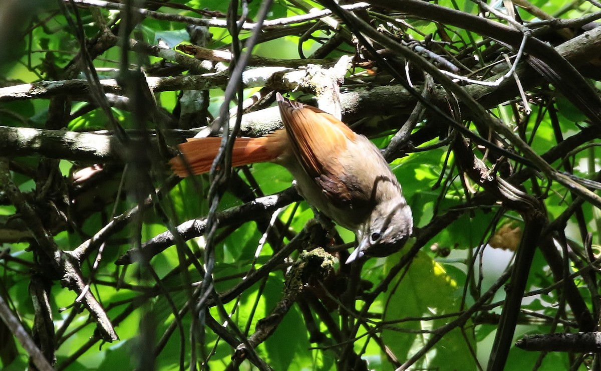 Montane Foliage-gleaner - Margareta Wieser