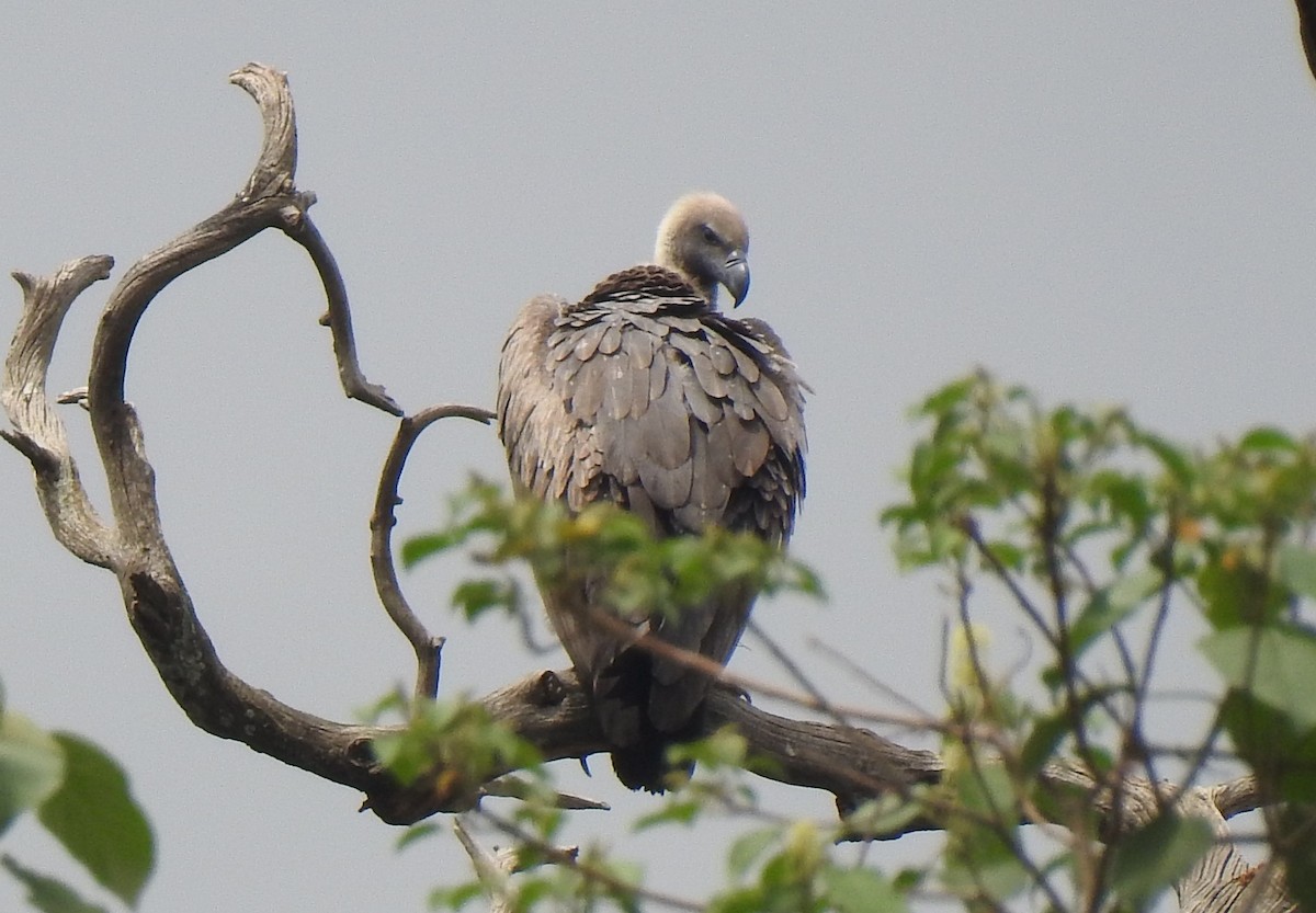 White-backed Vulture - ML172106291