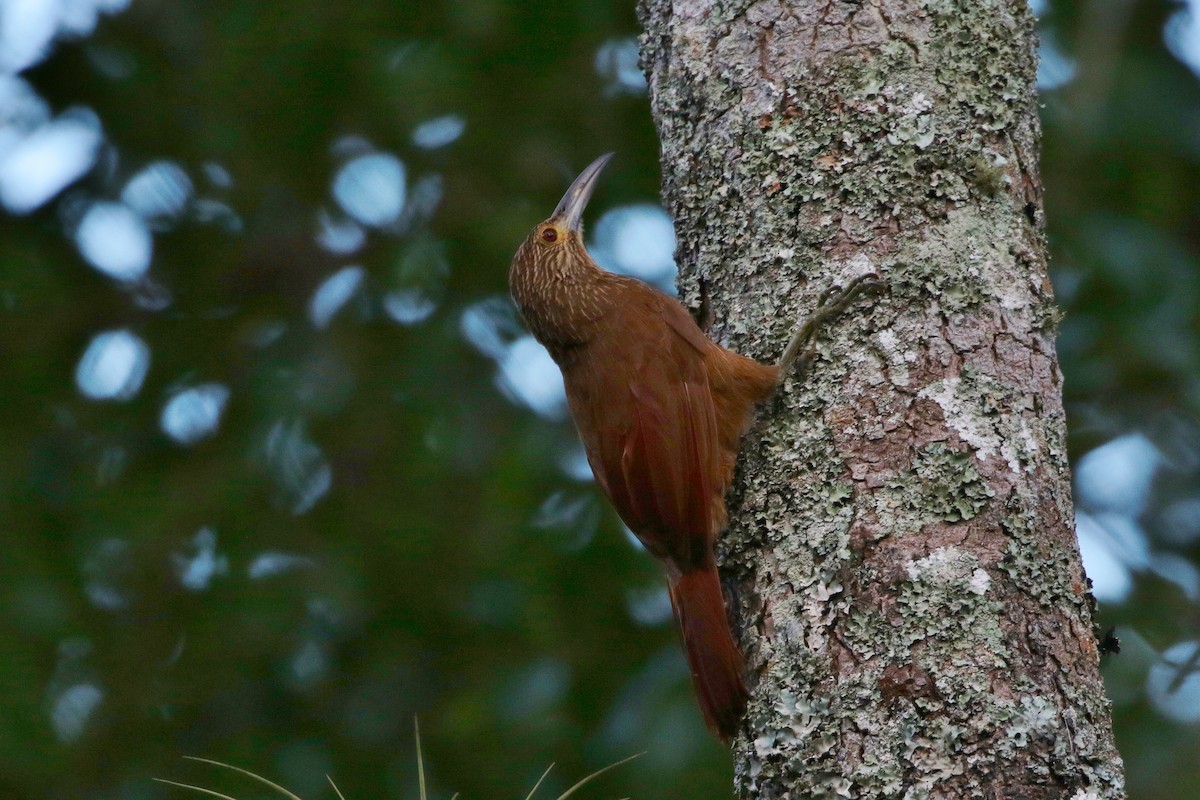 Strong-billed Woodcreeper - Margareta Wieser