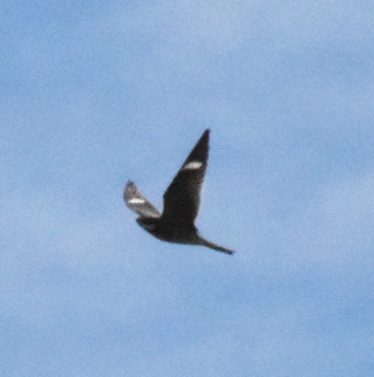 Common Nighthawk - ML172107351