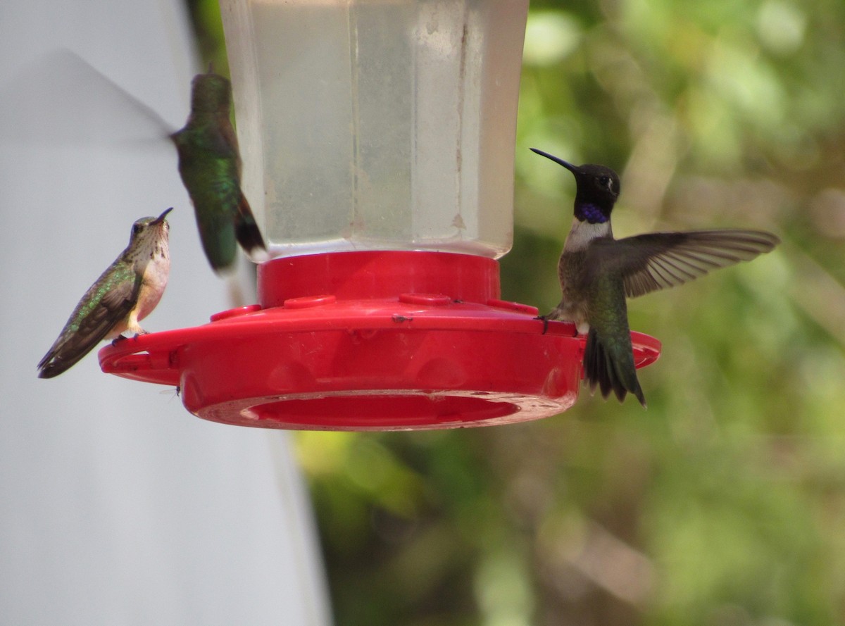 Black-chinned Hummingbird - ML172109311