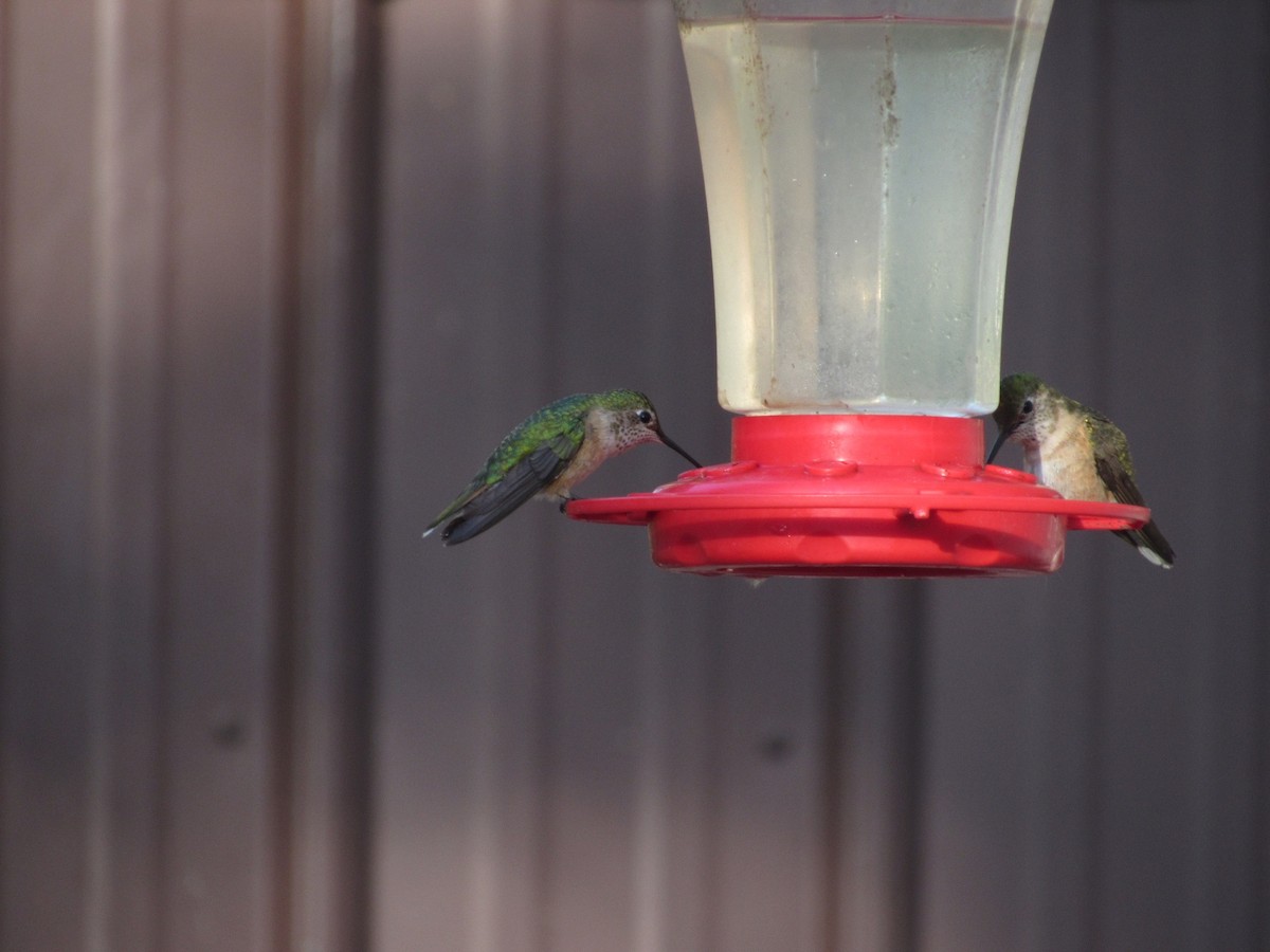 Broad-tailed Hummingbird - ML172109501