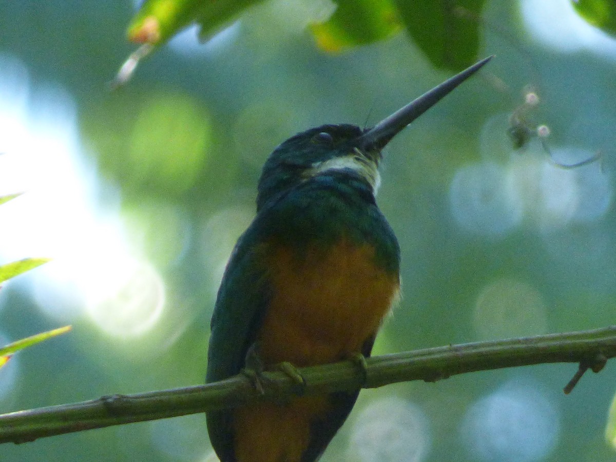 Rufous-tailed Jacamar - ML172109851