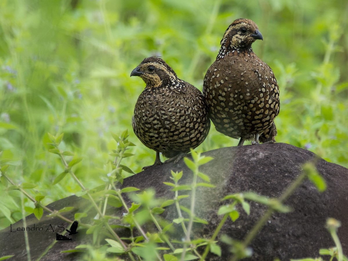 Crested Bobwhite - ML172111771