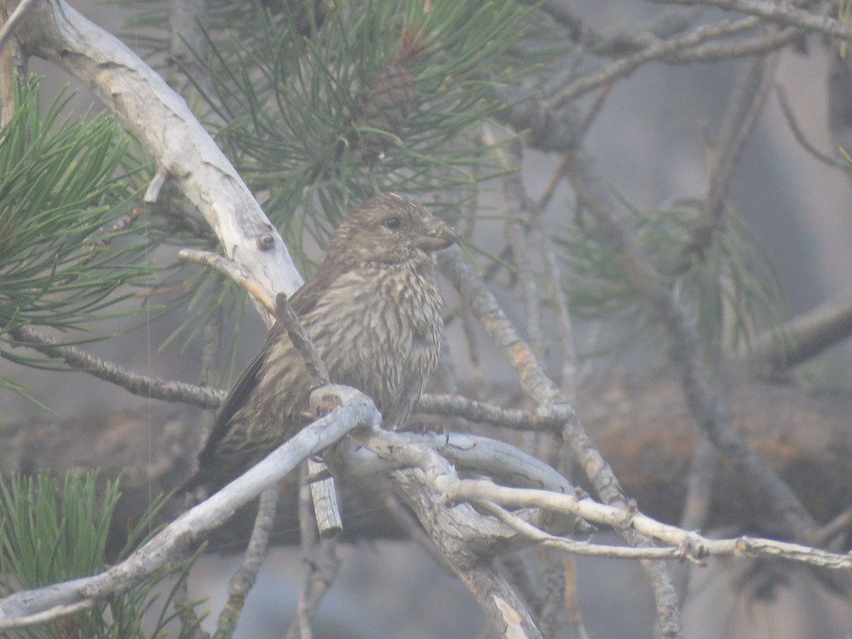 Red Crossbill - ML172112811