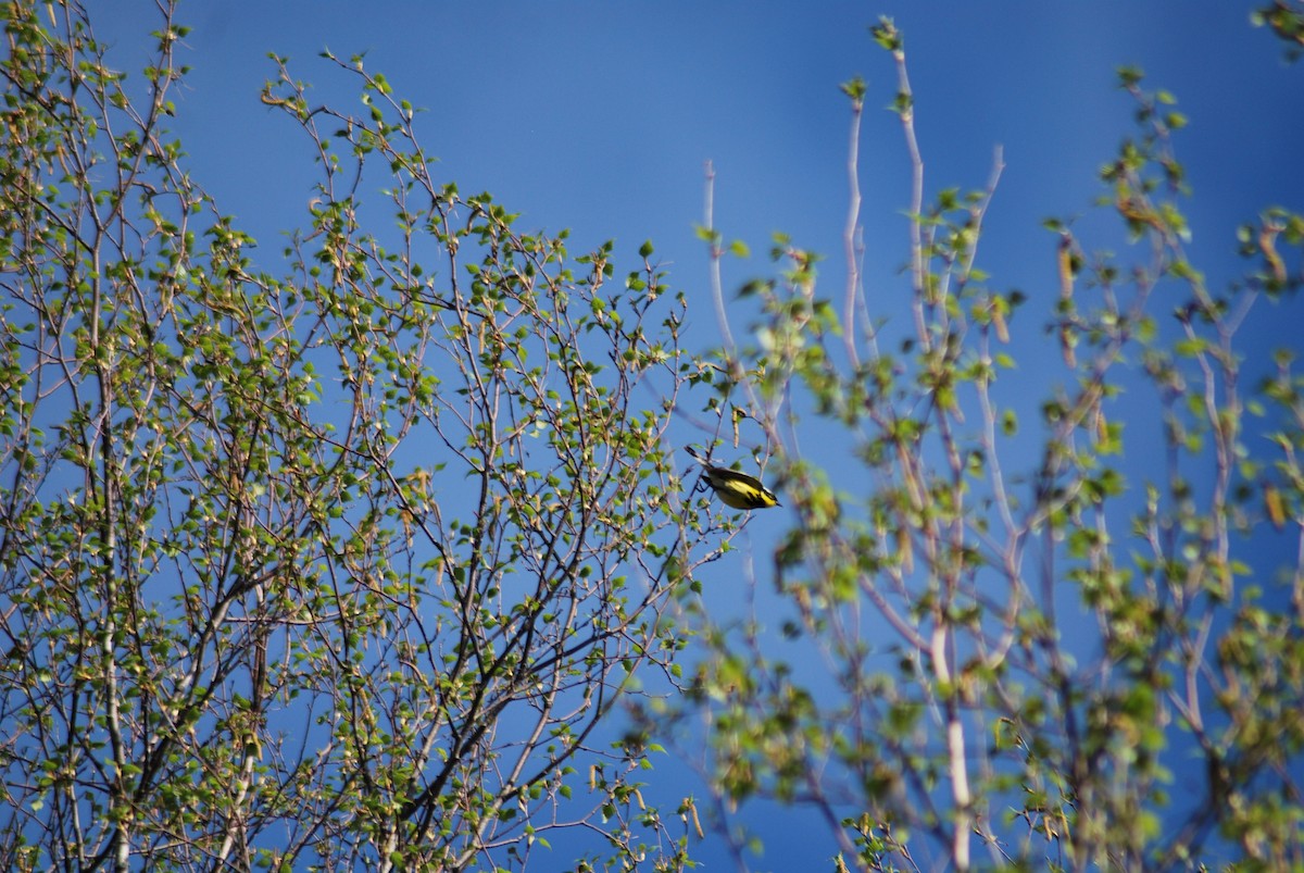 Canada Warbler - Dan Mackinnon