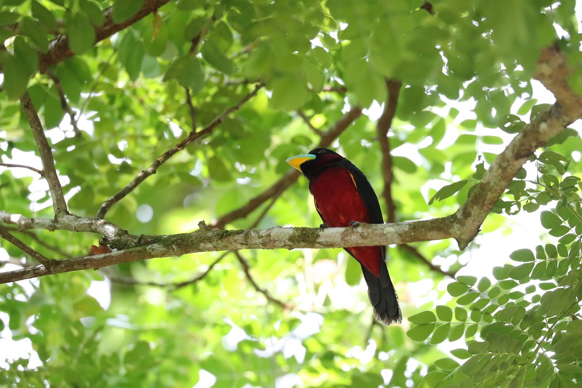 Black-and-red Broadbill - Ting-Wei (廷維) HUNG (洪)