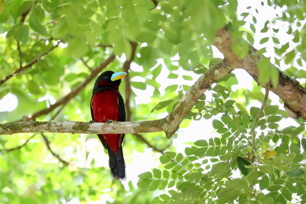 Black-and-red Broadbill - ML172113801