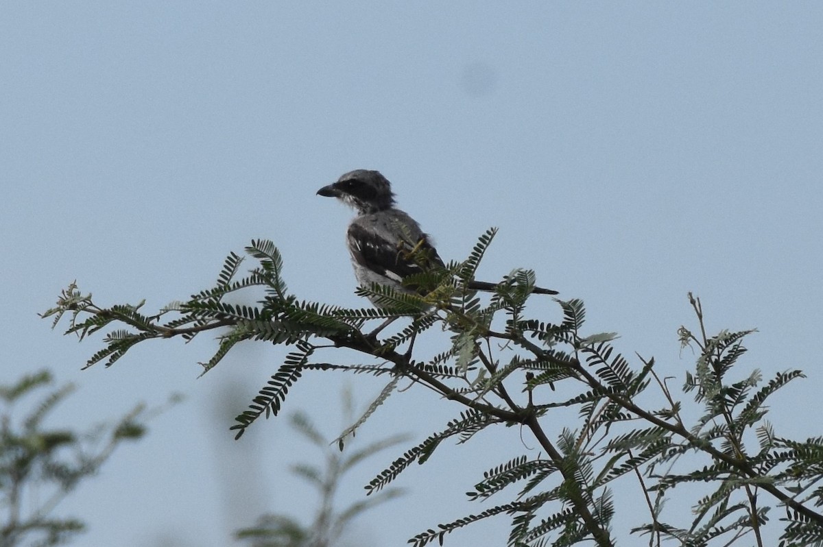 Loggerhead Shrike - Chris Rohrer