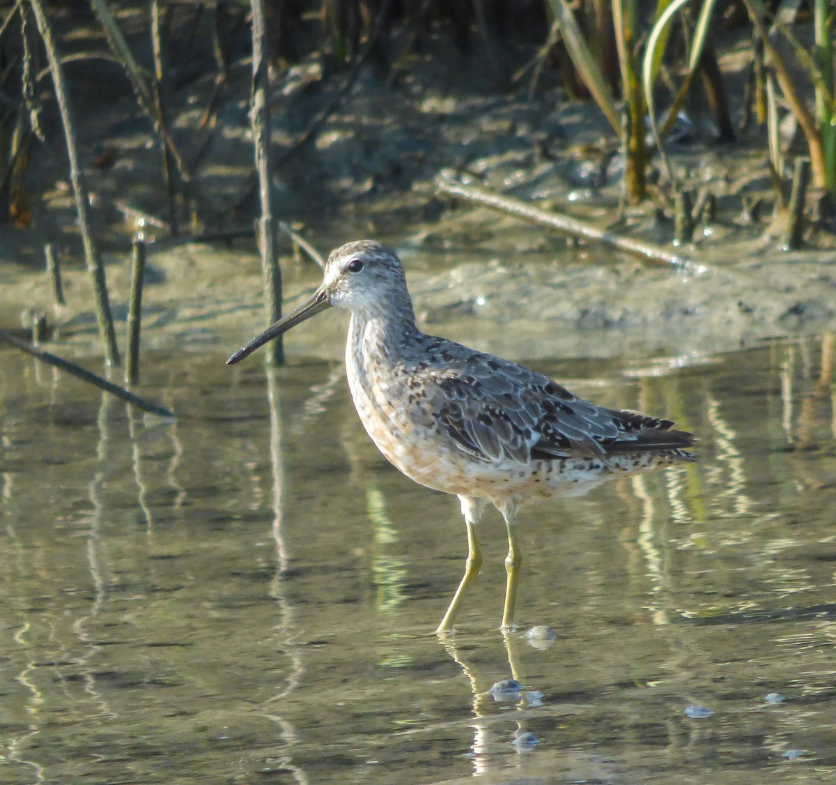 Short-billed Dowitcher - Dave Hart