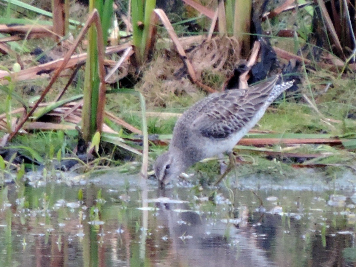 Long-billed Dowitcher - ML172116381