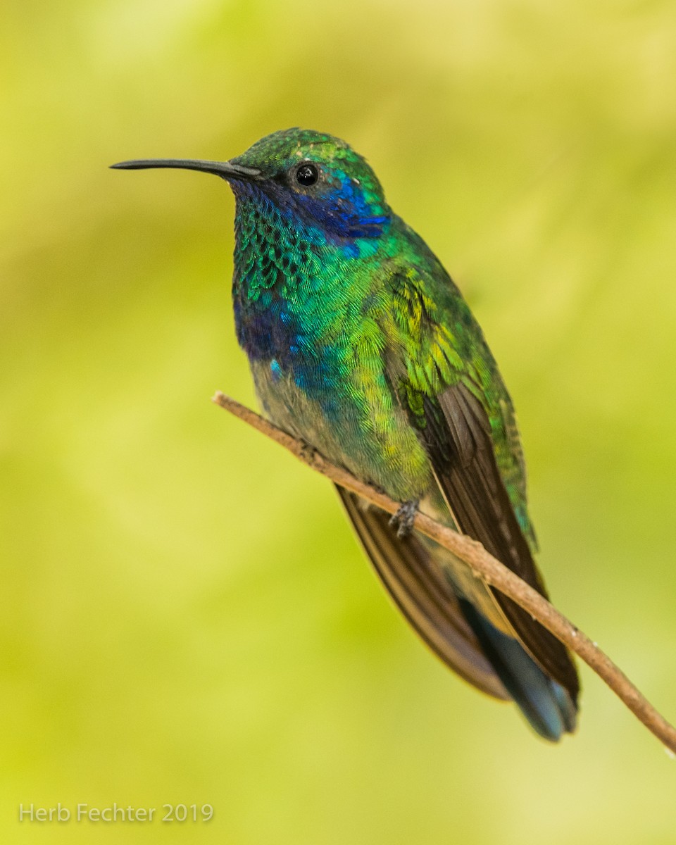 Colibrí Oreja Violeta Mexicano - ML172117441