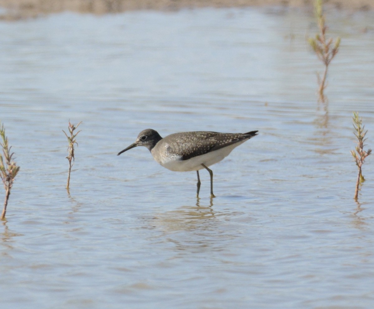 Solitary Sandpiper - ML172118811