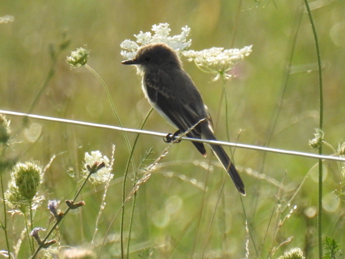 Eastern Phoebe - ML172118831